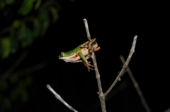 Pithecopus hypochondrialis