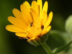 Cryptocephalus rugicollis