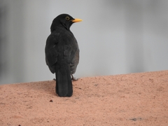 Turdus merula