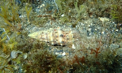 Cerithium vulgatum