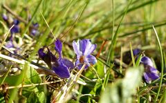 Viola hirta
