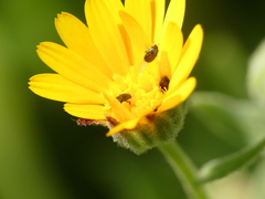 Cryptocephalus rugicollis