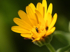 Cryptocephalus rugicollis