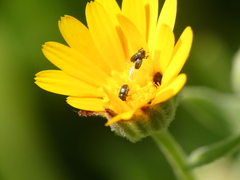 Cryptocephalus rugicollis