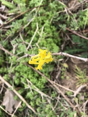 Corydalis micrantha