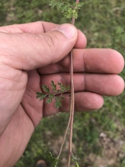 Corydalis micrantha