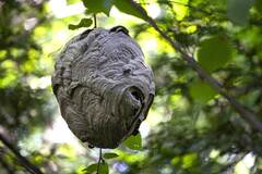 Dolichovespula maculata