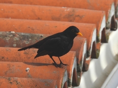 Turdus merula