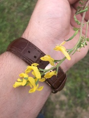 Corydalis micrantha