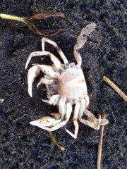 Nectocarcinus antarcticus