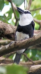 Notharchus hyperrhynchus