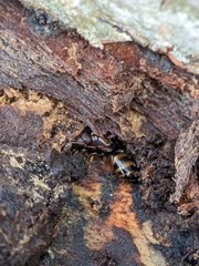 Camponotus subbarbatus