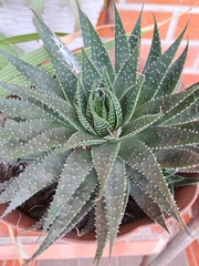 Aristaloe aristata