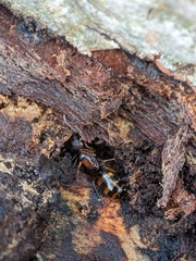 Camponotus subbarbatus