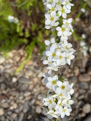 Spiraea prunifolia