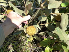 Duguetia furfuracea