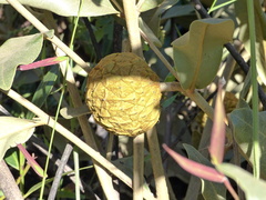 Duguetia furfuracea