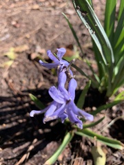 Hyacinthus