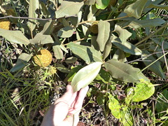 Duguetia furfuracea