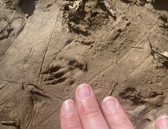 Dasypus novemcinctus