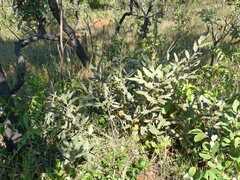 Duguetia furfuracea