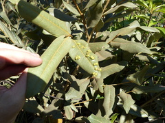 Duguetia furfuracea