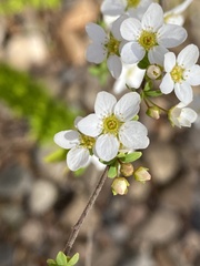 Spiraea prunifolia