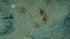 Pseudodiploria clivosa