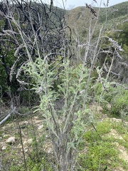 Astragalus brauntonii