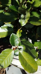 Elaeagnus reflexa