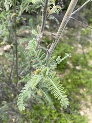 Astragalus brauntonii