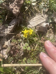 Paysonia lescurii
