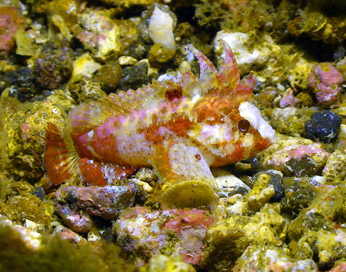 Banded waspfish (Paracentropogon zonatus) — Tetrarogidae — 4