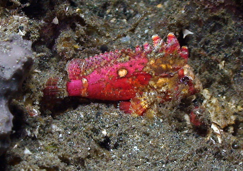 Banded waspfish (Paracentropogon zonatus) — Tetrarogidae