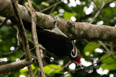 Dryocopus lineatus erythrops