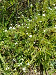 Plagiobothrys collinus