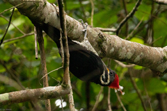 Dryocopus lineatus erythrops