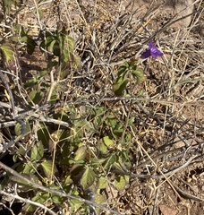 Ruellia californica