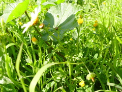 Glebionis coronaria