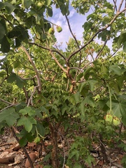 Jatropha mollissima