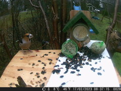 Coccothraustes coccothraustes