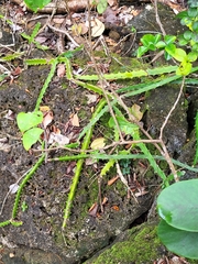 Selenicereus triangularis