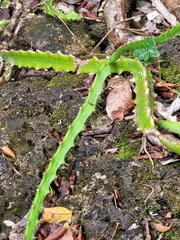 Selenicereus triangularis
