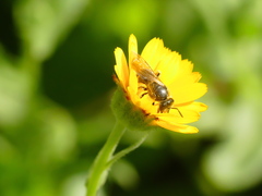 Lasioglossum