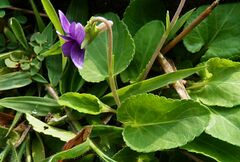 Viola inconspicua