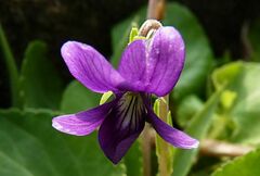 Viola inconspicua