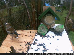 Coccothraustes coccothraustes