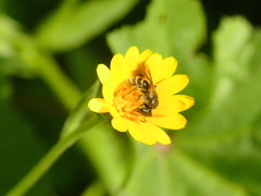 Lasioglossum