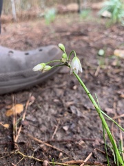 Leucojum aestivum