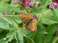 Boloria aquilonaris